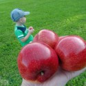Apple Tree 4 Apple Tree 4